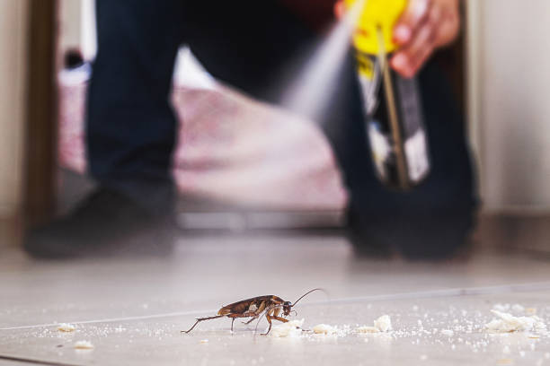 Best Spider Control Near Me  in Tecumseh, OK