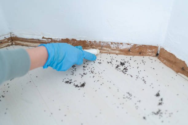 Best Mosquito Control Services  in Tecumseh, OK