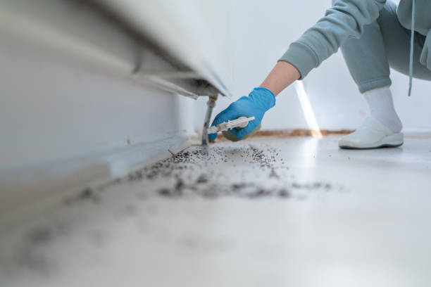 Best Local Pest Control Services  in Tecumseh, OK